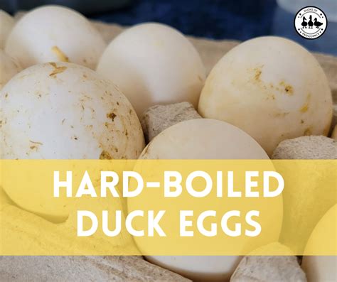 hard boiled duck eggs|Boiled Duck Egg: How Long it Takes + How to Do it .